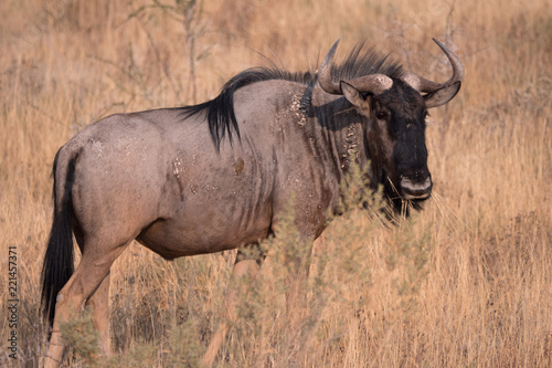 Wildebeest in Etosha National Park  Namibia