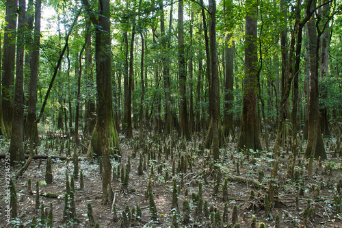 Cypress trees in the swamp of Congaree National Park. © Jason Yoder