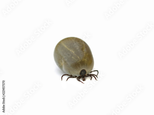 Tick full of blood isolated on white background