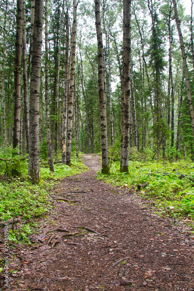 A walking trail in the forest of Prince Albert National Park. A walking trail in the forest of Prince Albert National Park.