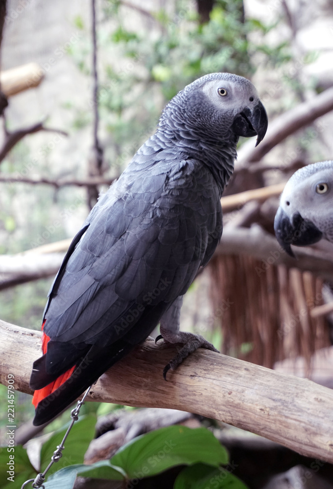 Obraz premium Gray Parrots and Closeup