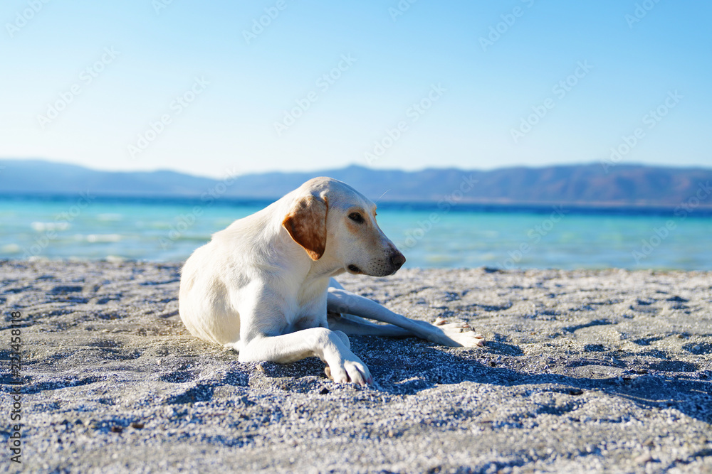 White dog is lying on white sand near Lake Salda, Burdur, Turkey White dog is lying on white sand near Lake Salda, Burdur, Turkey