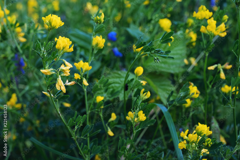 yellow flowers in garden