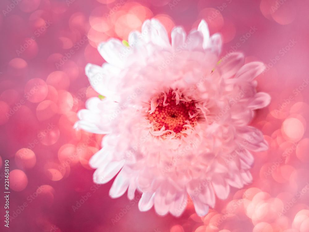Fototapeta Macrophotography of pink flower with reflection and bokeh.