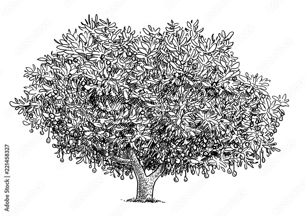 Avocado tree illustration, drawing, engraving, ink, line art, vector