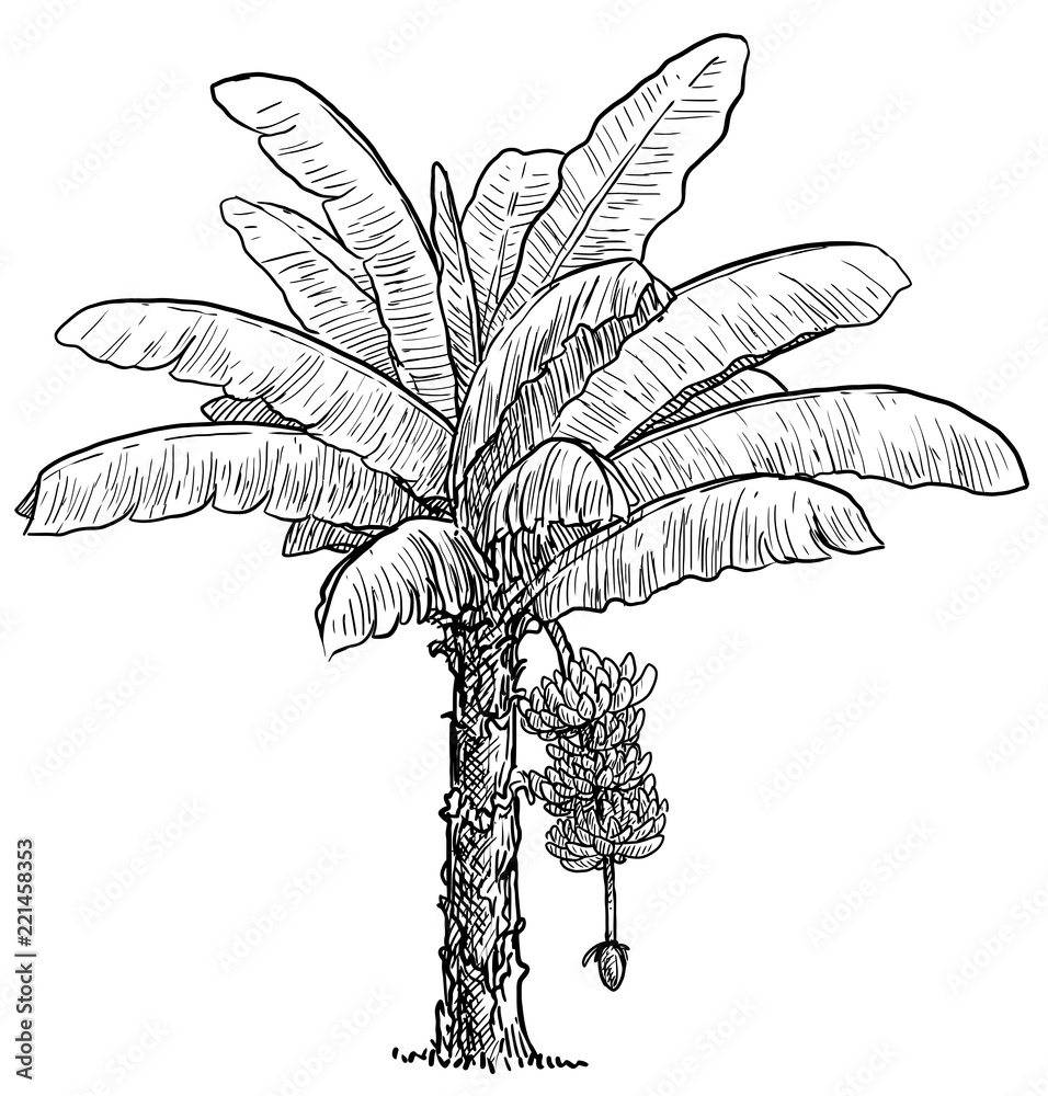 Free Vector | Banana tree fruit and blossom hand drawn retro illustration-saigonsouth.com.vn