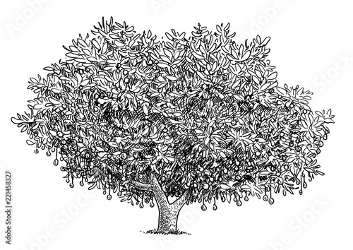 Avocado tree illustration, drawing, engraving, ink, line art, vector