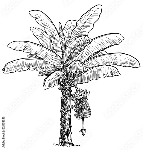 Banana tree illustration, drawing, engraving, ink, line art, vector