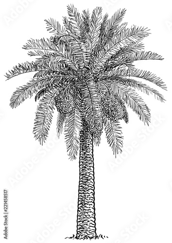 Date palm tree illustration, drawing, engraving, ink, line art, vector
