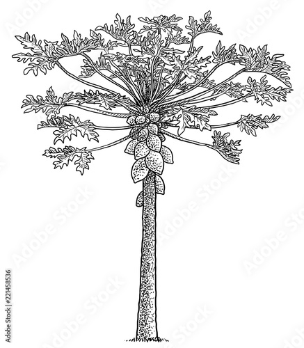 Papaya tree illustration, drawing, engraving, ink, line art, vector