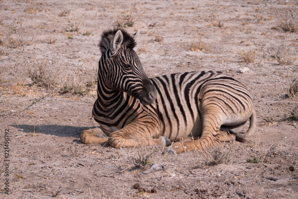 Zebra in Etosha National Park, Namibia Zebra in Etosha National Park, Namibia