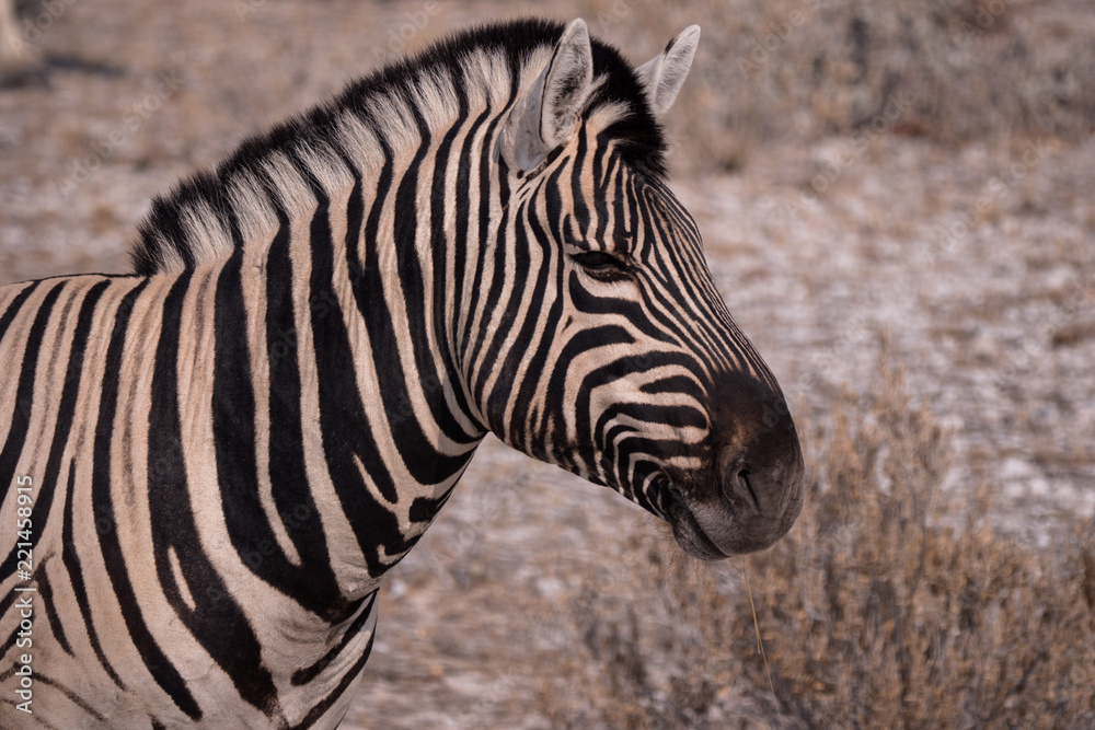 Zebra in Etosha National Park, Namibia Zebra in Etosha National Park, Namibia