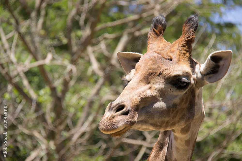 Obraz premium Girafa