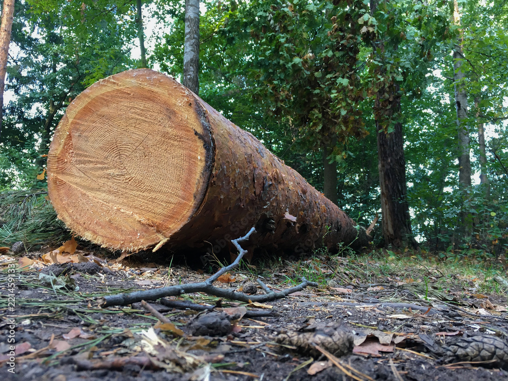 Big tree cut down in the forest, deforestation and global warming concept, environmental issue