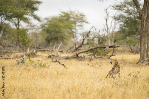 Fototapeta Naklejka Na Ścianę i Meble -  Cheetah observes the surroundings at Kruger Nationalpark, South Africa
