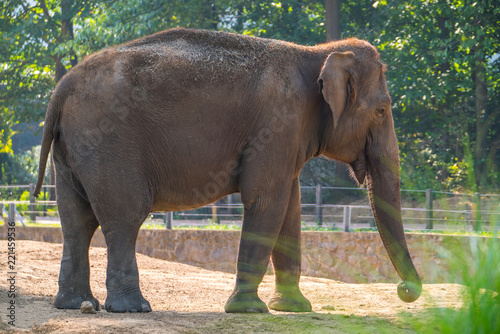 elephant. the elephant walks in the street 