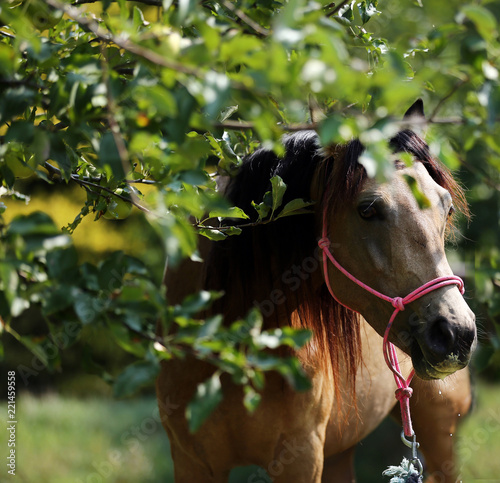 Morgan mare eating apples under tree