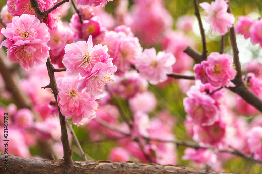 Obraz premium Close-up peach tree.