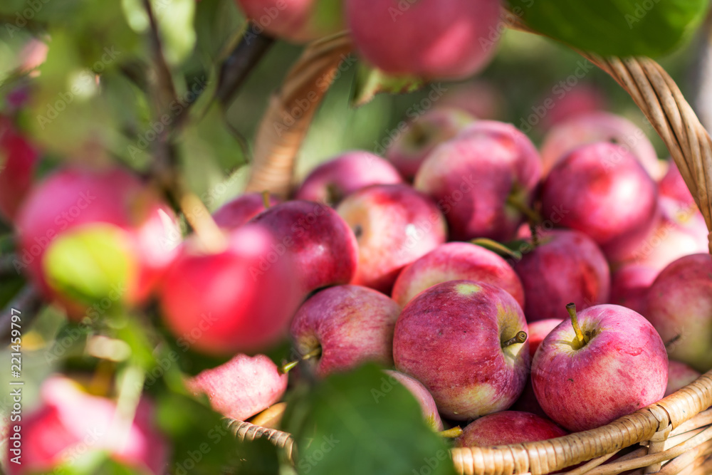 Harvest of the apples in the basket in early morning in the garden, agriculture and food concept Harvest of the apples in the basket in early morning in the garden, agriculture and food concept