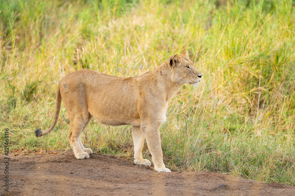 Lion on the hunt at Kruger Nationalpark, South Africa Lion on the hunt at Kruger Nationalpark, South Africa
