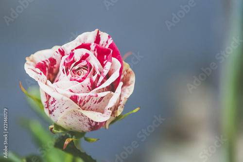 Rose blanche et rouge photo