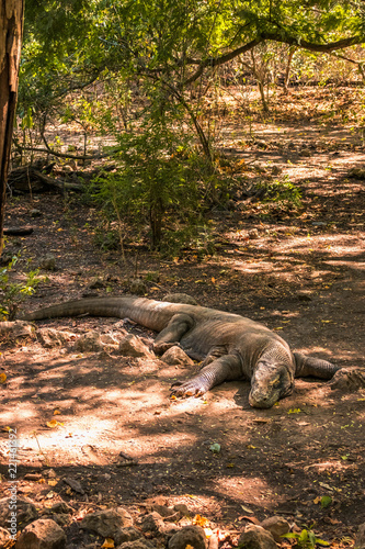 Dragones de Komodo en la isla de Rincca  Indonesia.