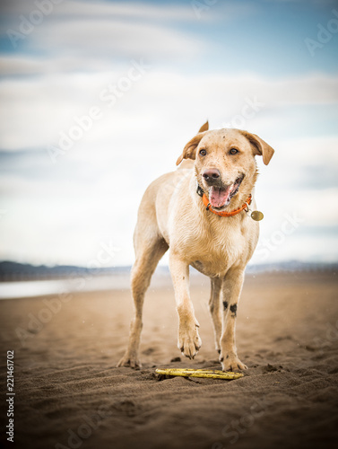 The Golden Labrador © SAJ