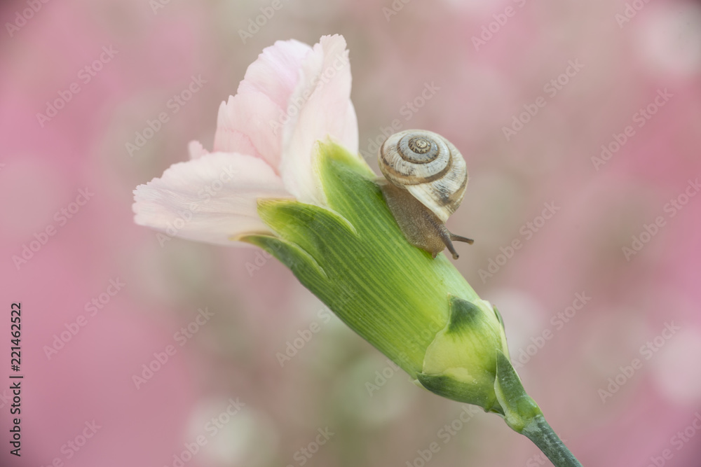 Caracol sobre clavel con fondo rosa Caracol sobre clavel con fondo rosa