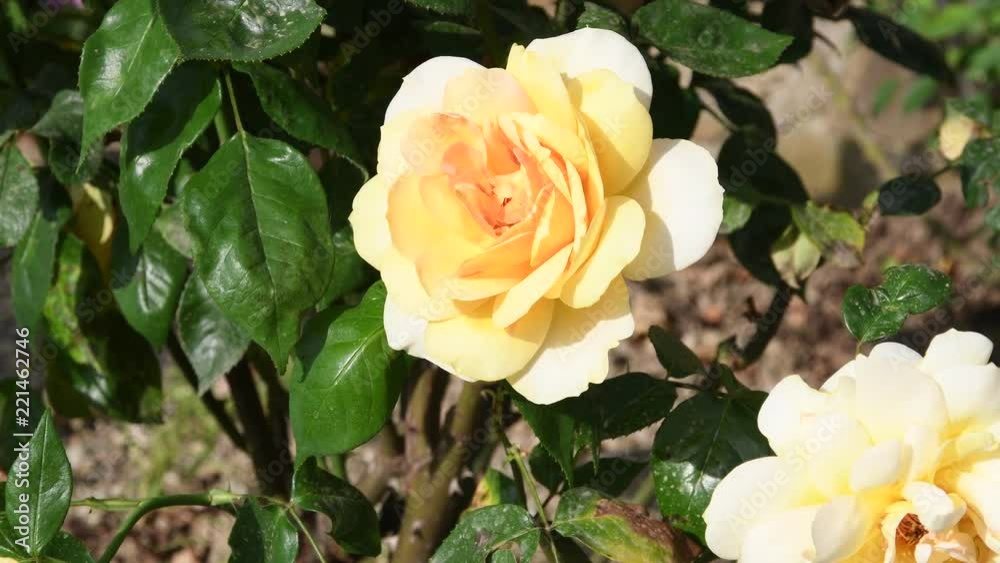 close up of beautiful yellow rose during spring season. 4K Ultra HD Video. Nikon D500 close up of beautiful yellow rose during spring season. 4K Ultra HD Video. Nikon D500