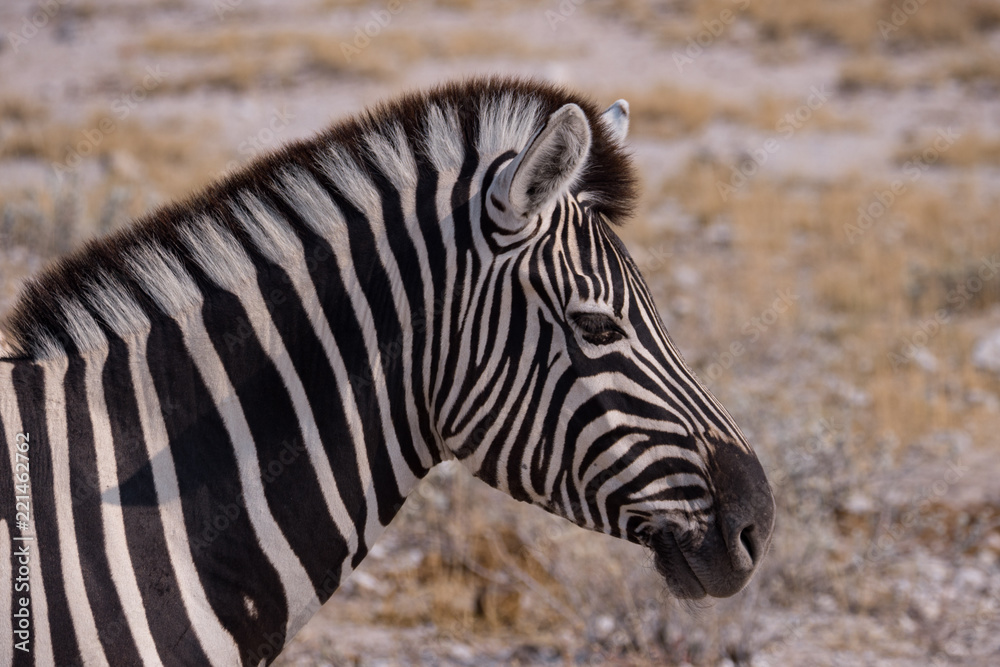 Zebra in Etosha National Park, Nambia Zebra in Etosha National Park, Nambia