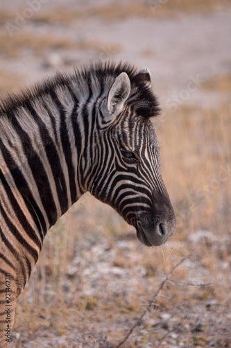 Zebra in Etosha National Park  Nambia