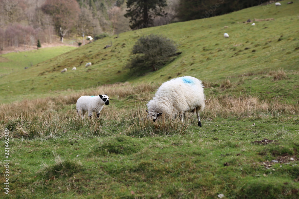 Sheep with Lamb