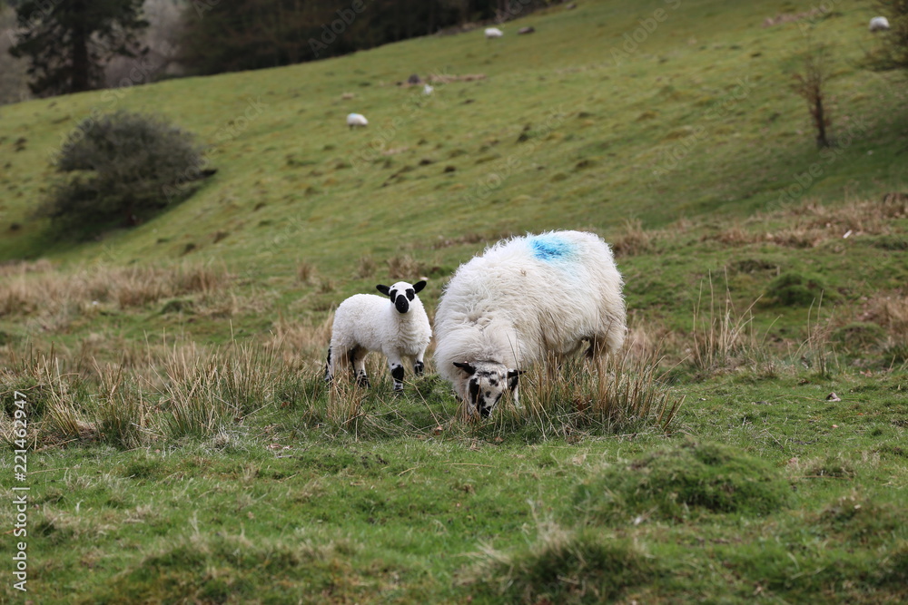 Naklejka premium Sheep with Lamb