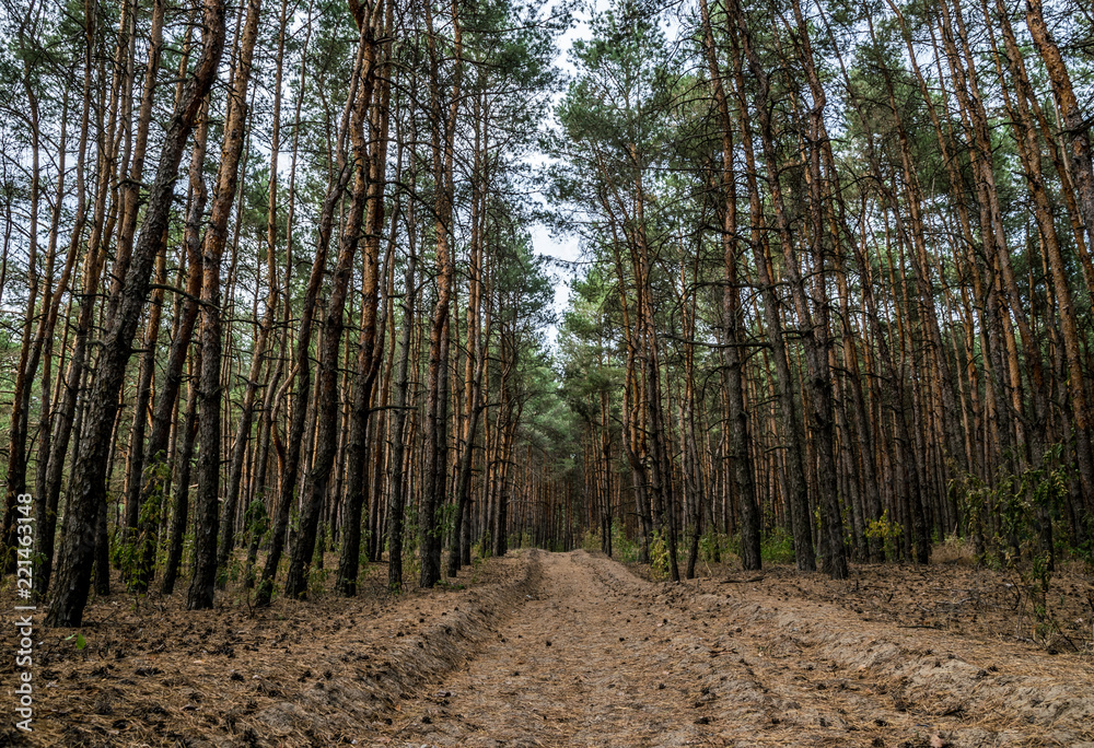 Dirt road in the autumn pine forest Dirt road in the autumn pine forest