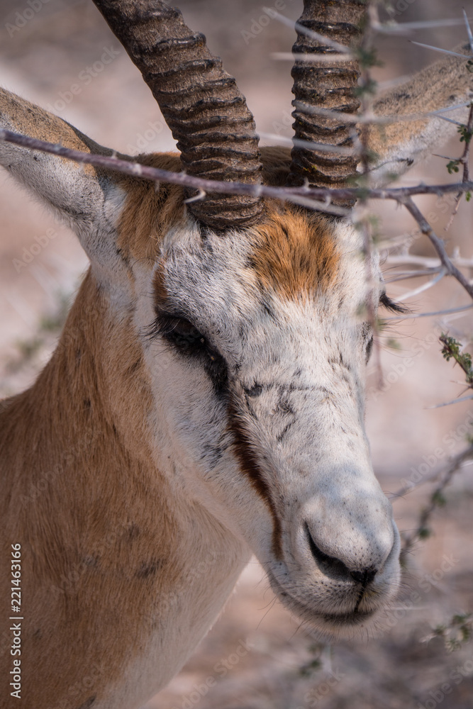 Fototapeta premium Springbok in Etosha National Park, Namibia