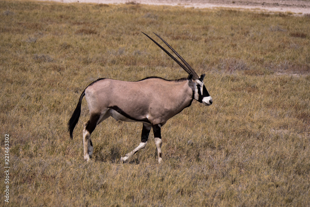 Naklejka premium Oryx around waterhole in Etosha Park, Namibia