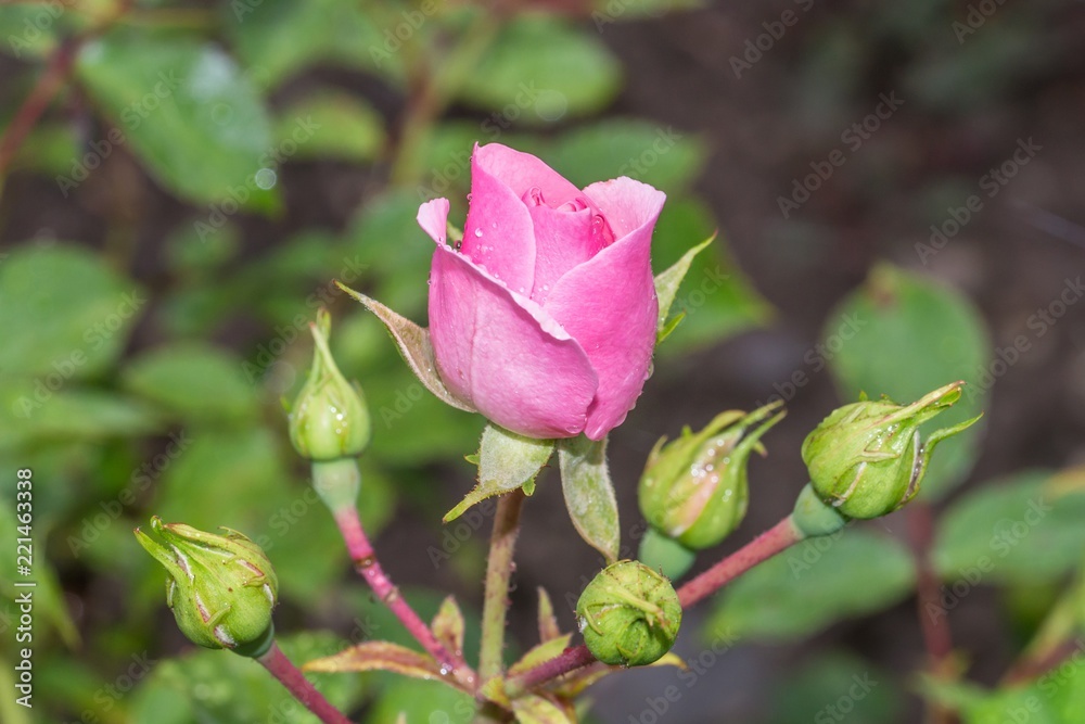 Rosenblüte mit Regentropfen nach einem Sommerregen Rosenblüte mit Regentropfen nach einem Sommerregen