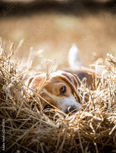 The Beagle