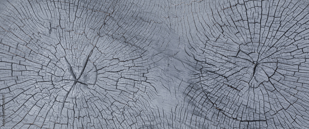 black cross-section of a tree, black stump texture