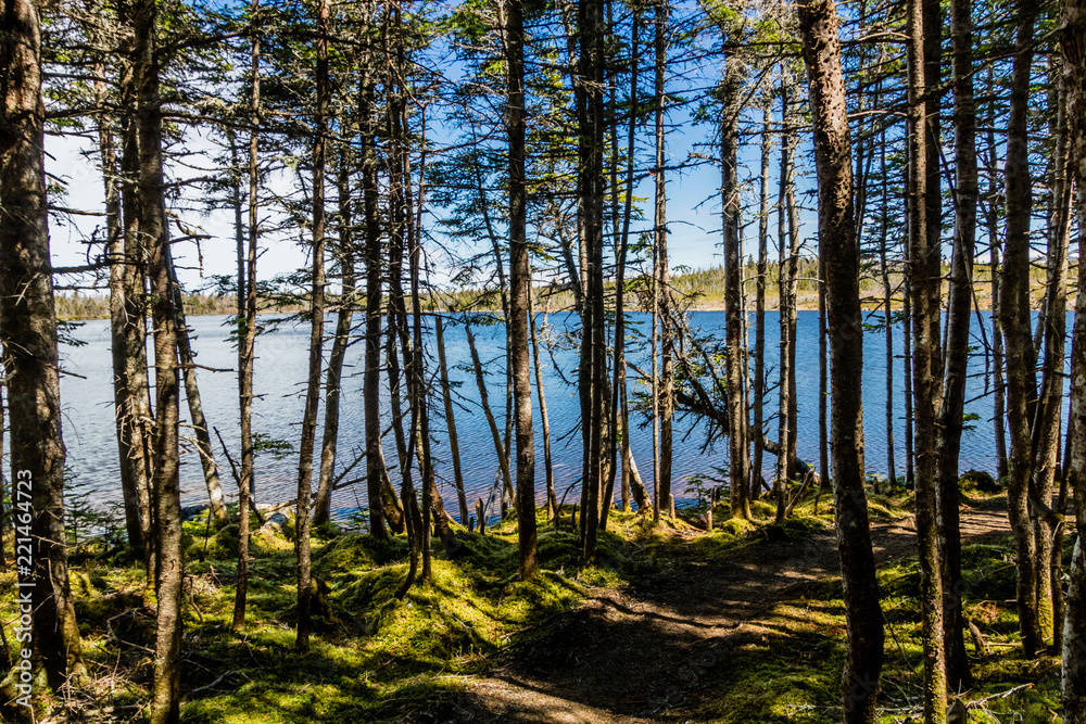 Berryhill Pond through the trees, Gros Morne National Park, Newfoundland, Canada