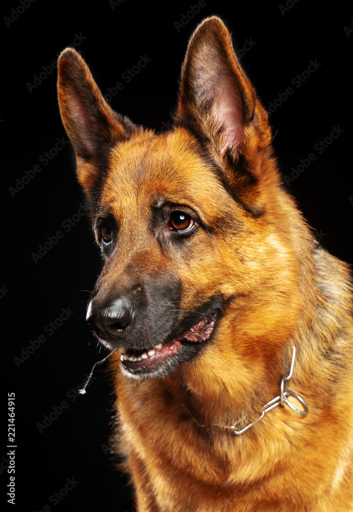 German Shepherd Dog Isolated on Black Background in studio German Shepherd Dog Isolated on Black Background in studio