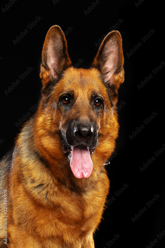 German Shepherd Dog Isolated on Black Background in studio German Shepherd Dog Isolated on Black Background in studio