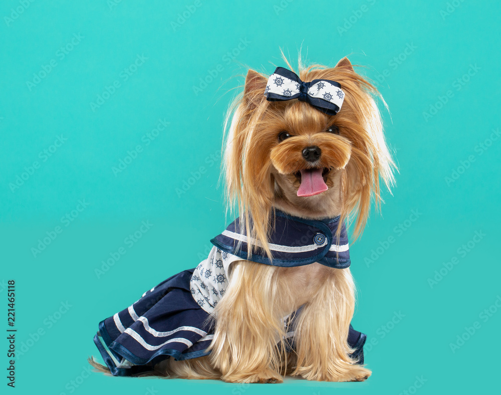 Naklejka premium Yorkshire Terrier Dog Isolated on Blue Background in studio