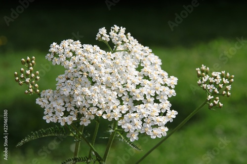 white,small flowers of yarrow herb photo