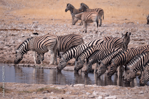 Zebra in Etosha National Park  Nambia