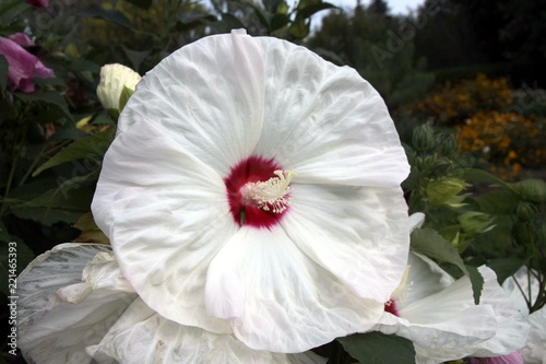 white flower of hibiscus close up  photo