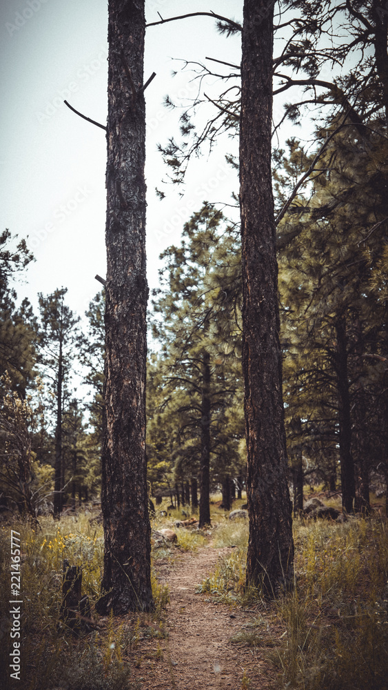 Fototapeta premium trees in forest