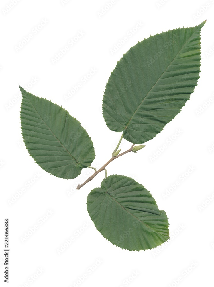 hornbeam (Carpinua cordata) with green leaves and seeds hornbeam (Carpinua cordata) with green leaves and seeds