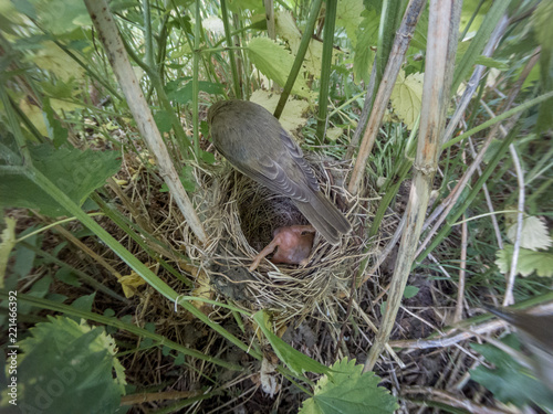 Acrocephalus palustris. The nest of the Marsh Warbler in nature.