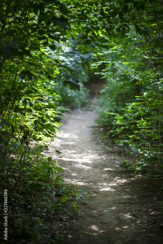 A sun-dappled, leafy trail through the woods